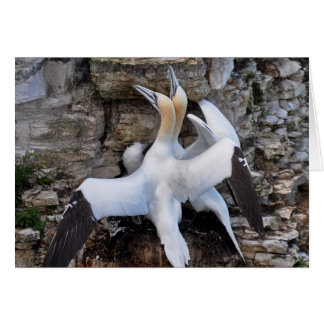 Carte : Gannets de Courtage