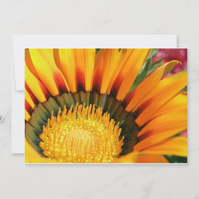 Carte Gazania (Devant)