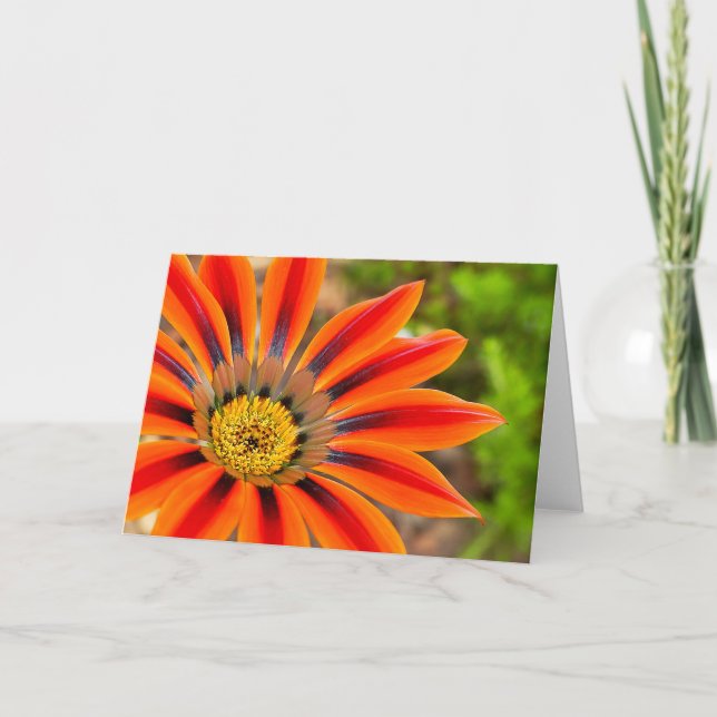 Carte Gazania (Devant)