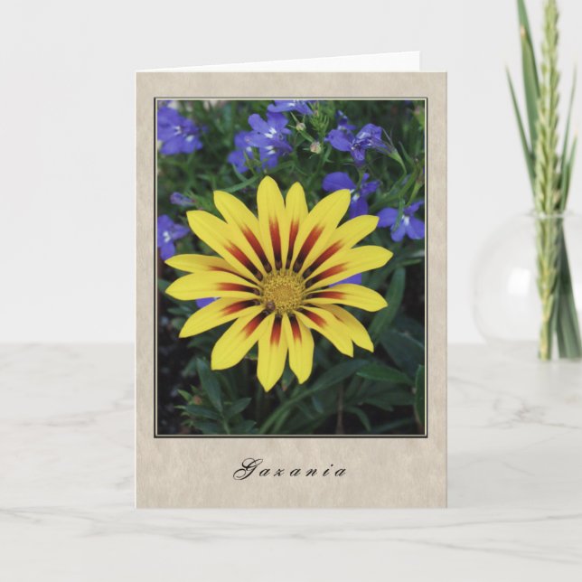 Carte Gazania (Devant)