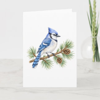 Carte Geai bleu sur une branche de pin