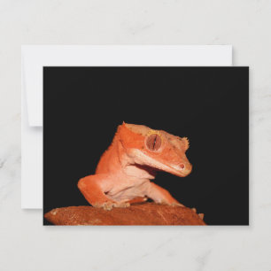Carte gecko