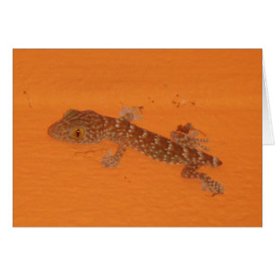 Carte Gecko Tokay Baby