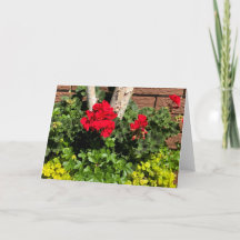 Geraniums