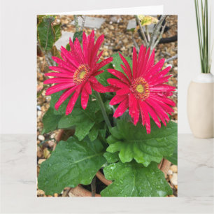 Carte Gerbera Daisy