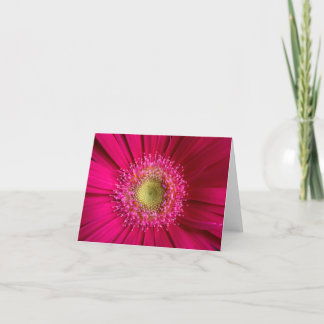 Carte Gerbera Daisy