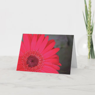 Carte Gerbera Daisy