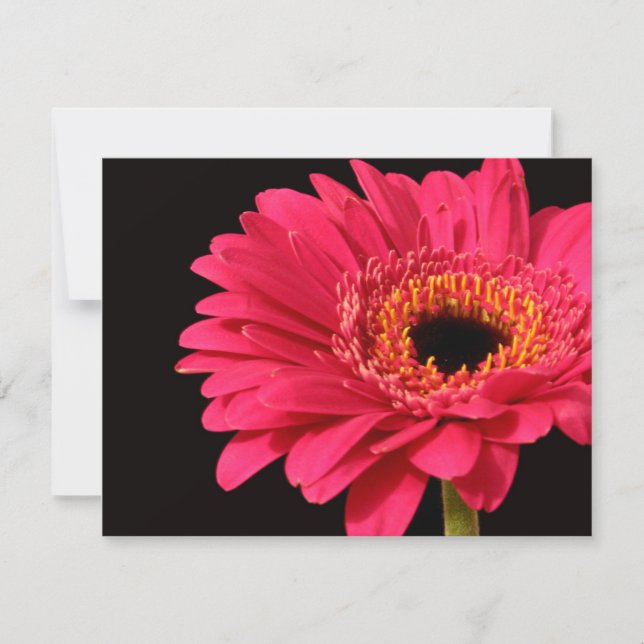 Carte Gerbera en rose (Devant)