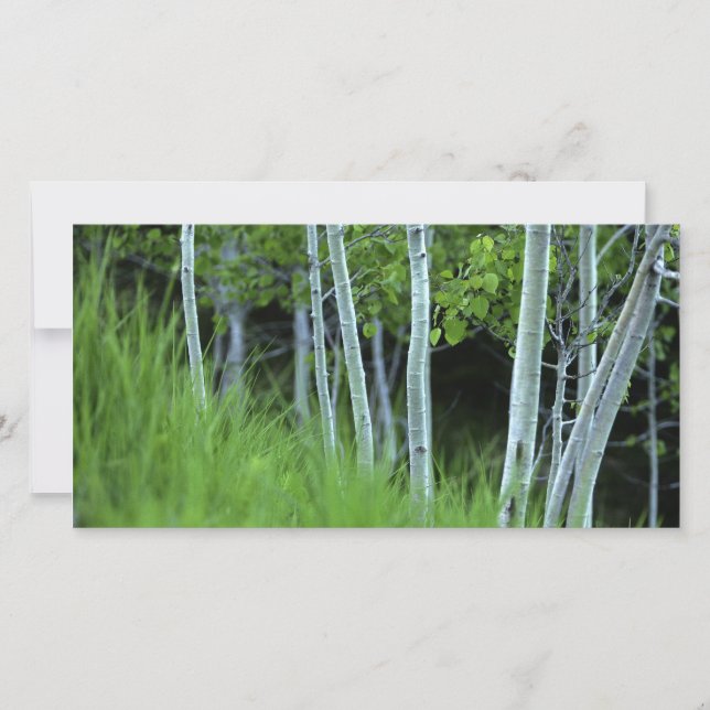 Carte Ghostarbres (Devant)