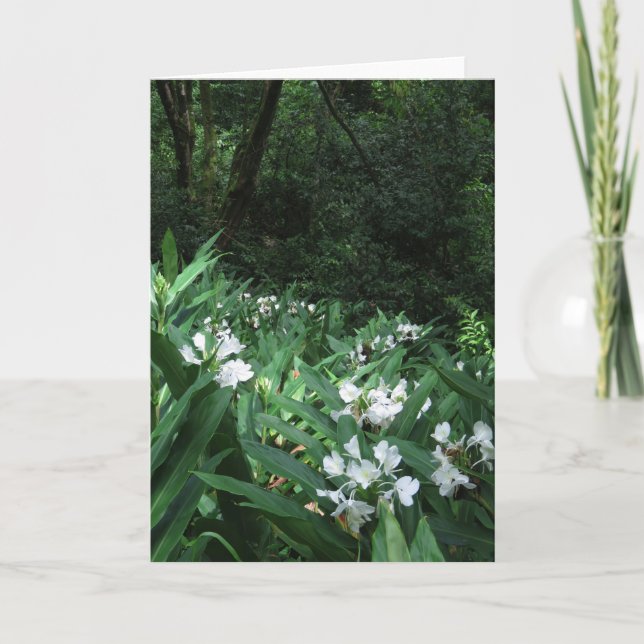 Carte Ginger blanc (Devant)