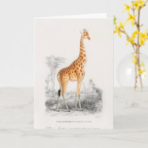 Girafe Antique Impression d'Histoire Naturelle Orb