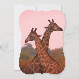 Carte Girafe au ciel rose