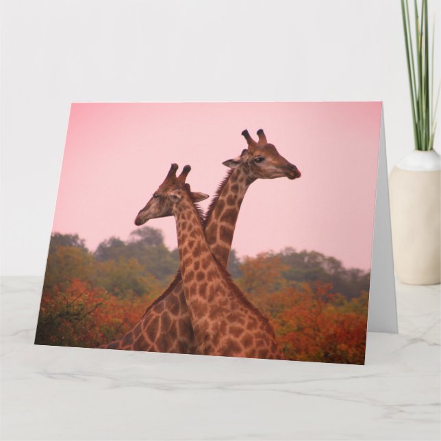 Carte Girafe au ciel rose (Devant)