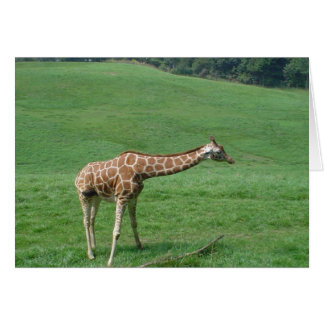 Carte Giraffe !