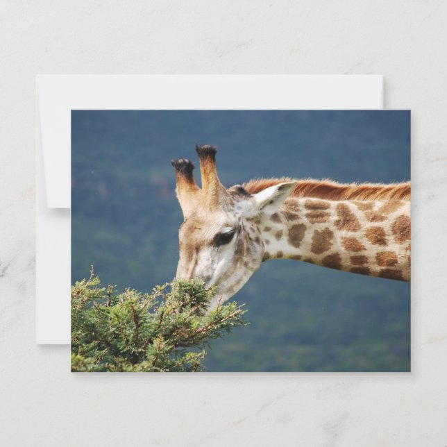Carte Giraffe mangeant un peu de feuille (Devant)