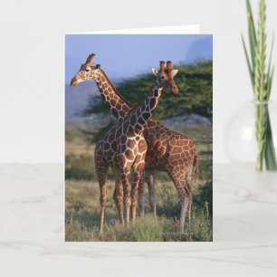 Carte Giraffe réticulée 2