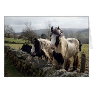 Carte gitane de poneys