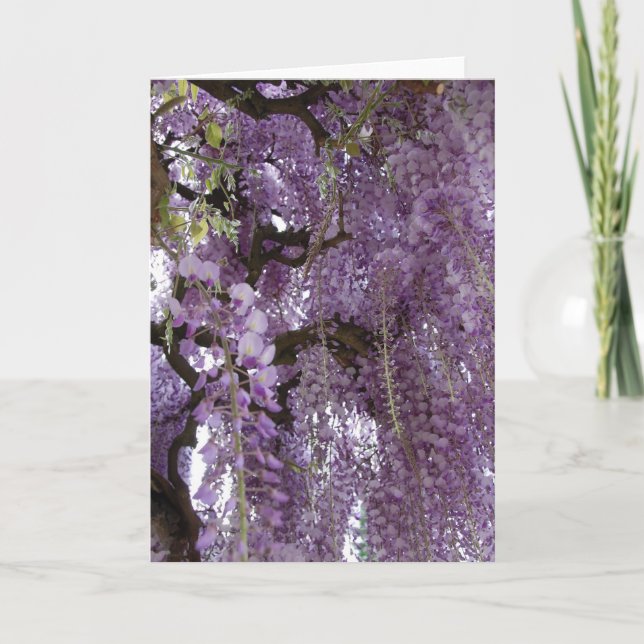 Carte Glycines aussi (Devant)