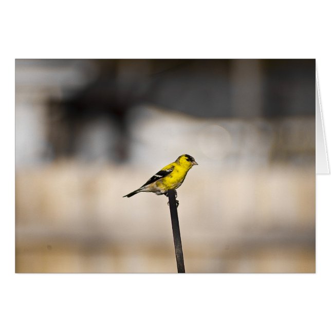Carte Gold Finch (Devant horizontal)
