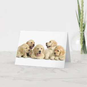 Carte Golden Labrador Pupile