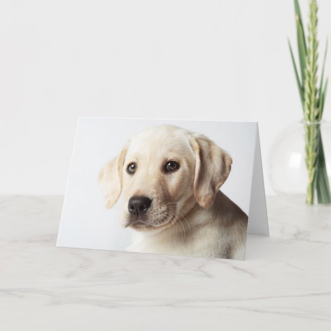 Carte Golden Labrador Puppy Closeup (Devant)