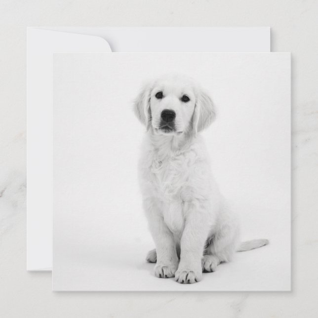 Carte Golden Retriever (Devant)