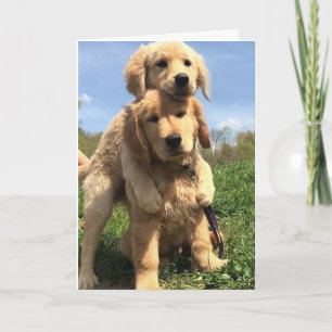 Carte Golden Retriever Brothers