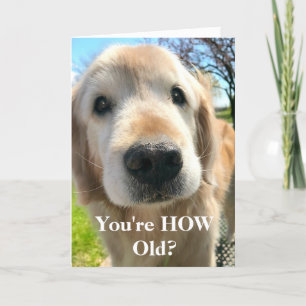 Carte Golden Retriever Dog Vous êtes l'Anniversaire