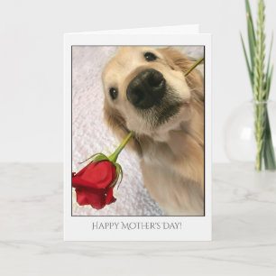 Carte Golden Retriever Dog with Red Rose Fête des mères
