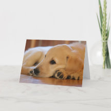 Golden Retriever Puppy Blank à l'intérieur