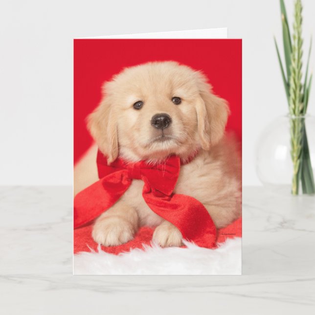 Carte Golden Retriever Seasons Gurr-eviews Puppy (Devant)