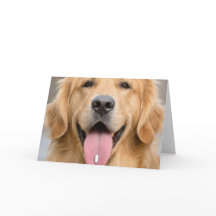 Golden Retriever Vieillesse Anniversaire Humour