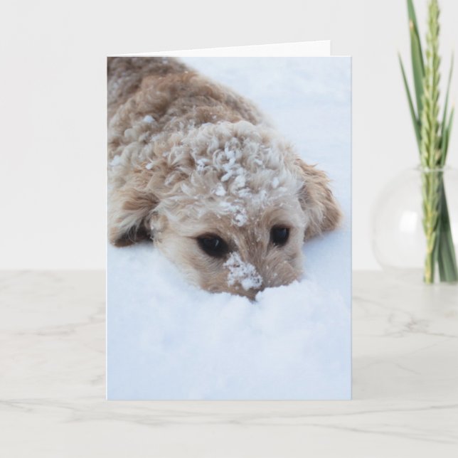 Carte Goldendoodle Avec Nez Dans La Neige (Devant)