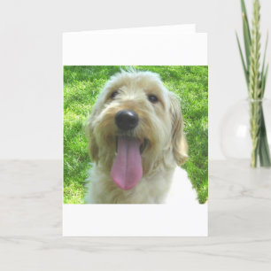 Carte Goldendoodle Products