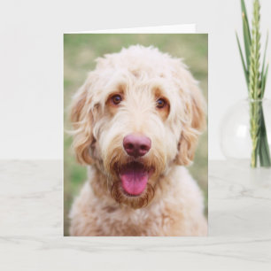 Carte Goldendoodle souriant