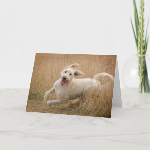 Carte Goldendoodle traverse l'herbe