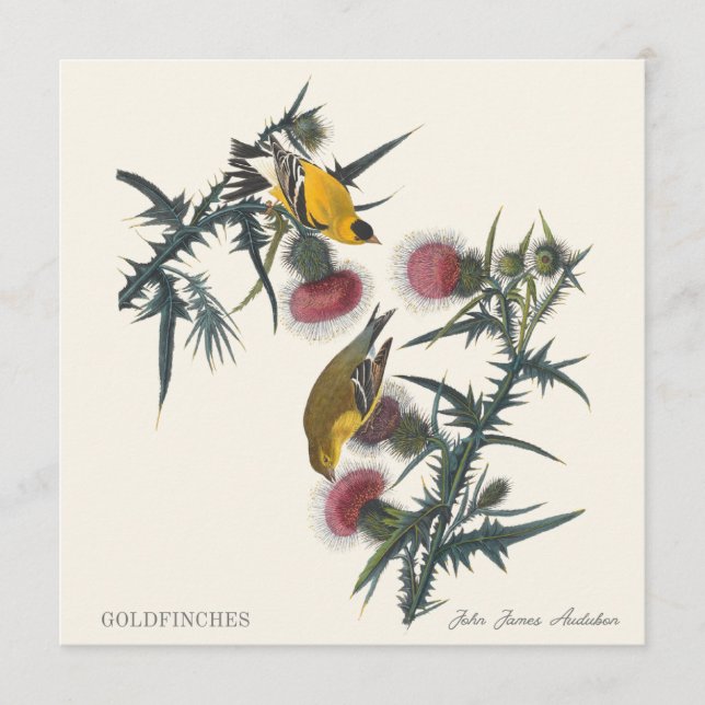 Carte Goldfinches by John James Audubon (Devant)