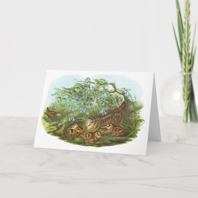 Carte Gould - Woodcock - rusticola de Scolopax (Devant)
