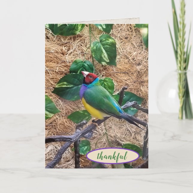 Carte Gouldian Finch sur branche pour remercier (Devant)