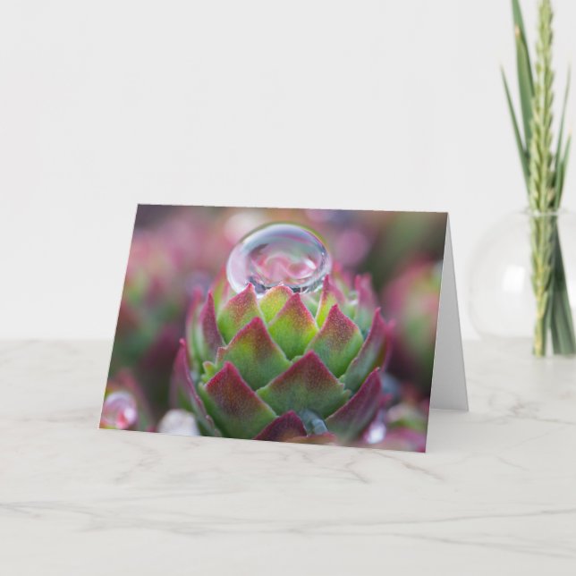 Carte Goutte de pluie sur le Succulent (Devant)