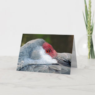 Carte Graine de Sandhill