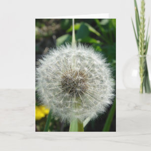 Carte Graines de Dandelion