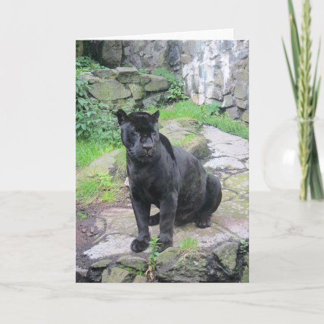 Carte Grand chat noir de Jaguar sur se reposer sur la (Devant)
