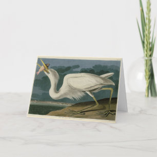 Carte Grand héron blanc, des oiseaux d'Amérique d'Audubo