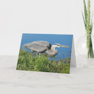 Carte "Grand Héron bleu avec poisson 1."Carte de voeux