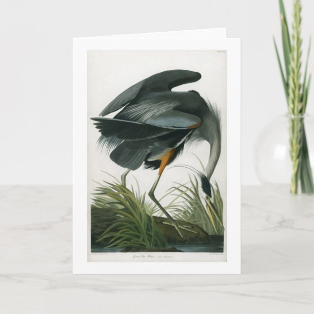 Carte Grand héron bleu, John James Audubon (Devant)