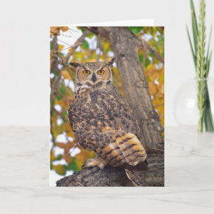 Carte Grand hibou à cornes, virginianus de Bubo,