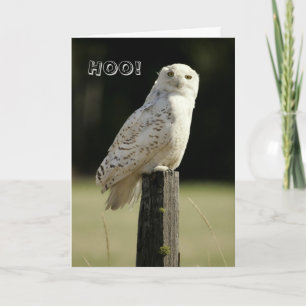 Carte Grand hibou de Snowy White, pensant à vous