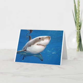 Carte Grand requin blanc