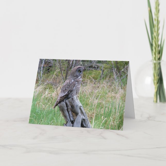 Carte Grande Chouette grise dans la nature (Devant)